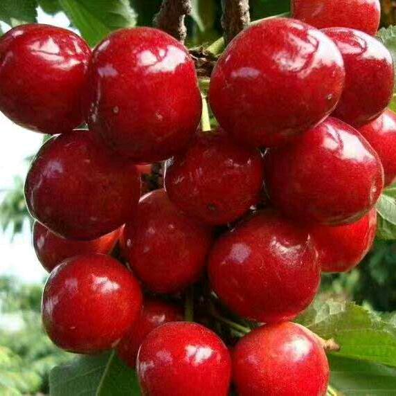 用户2673312342246雨花石