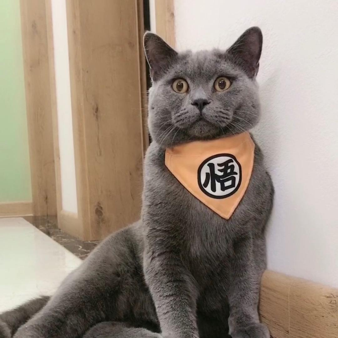 毛毛爸（训猫师）