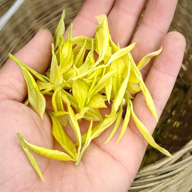 雨欣茶叶