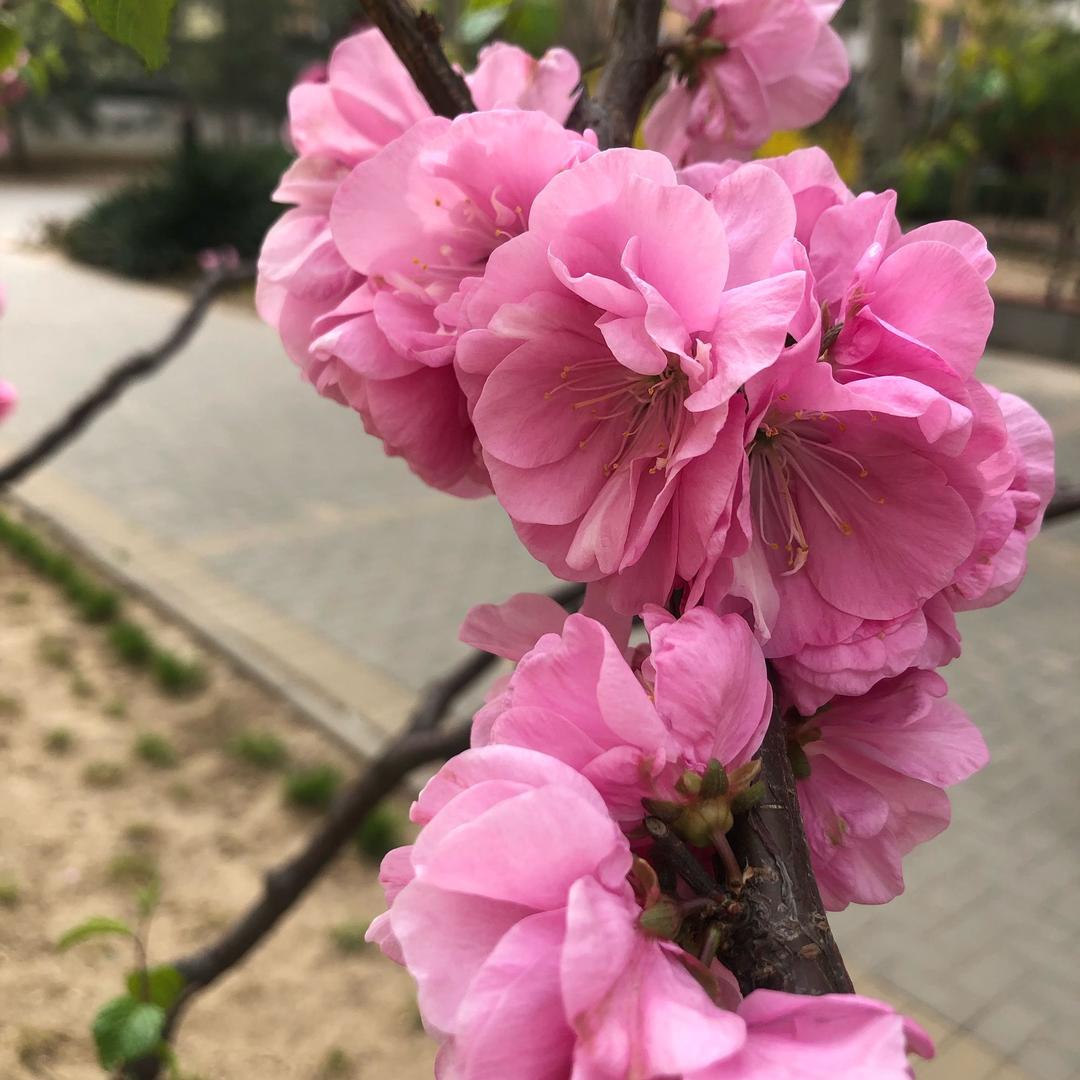🌹晨曦