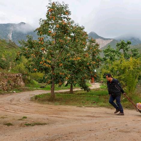 欣鑫严选（鲜在枝头）