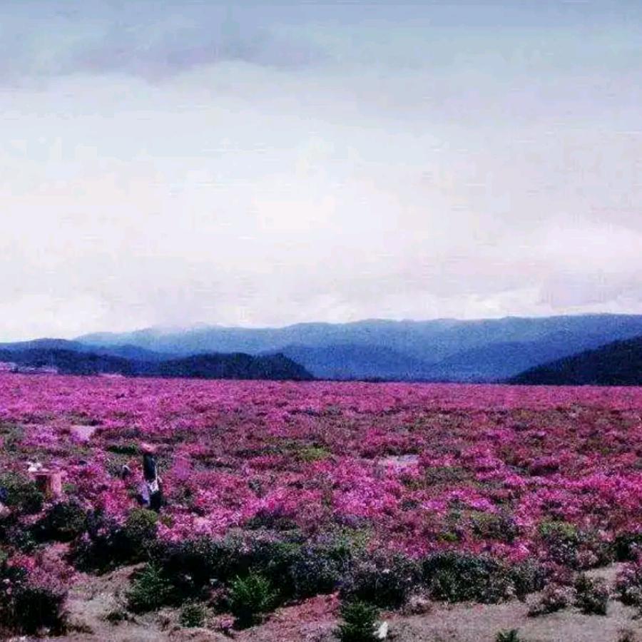 ☀✨酒壶花✨（三叔）