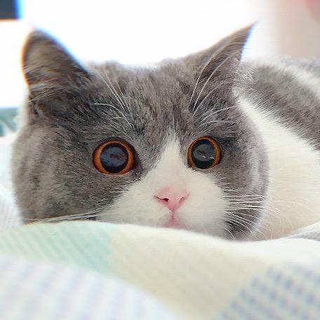 黑米 小可爱💕