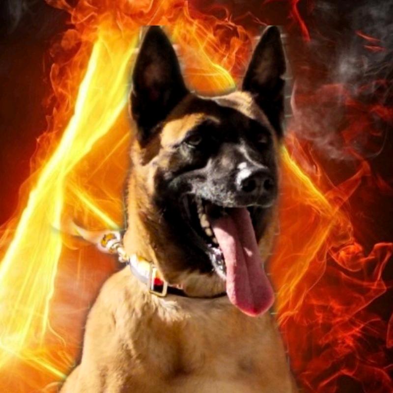 阿振马犬