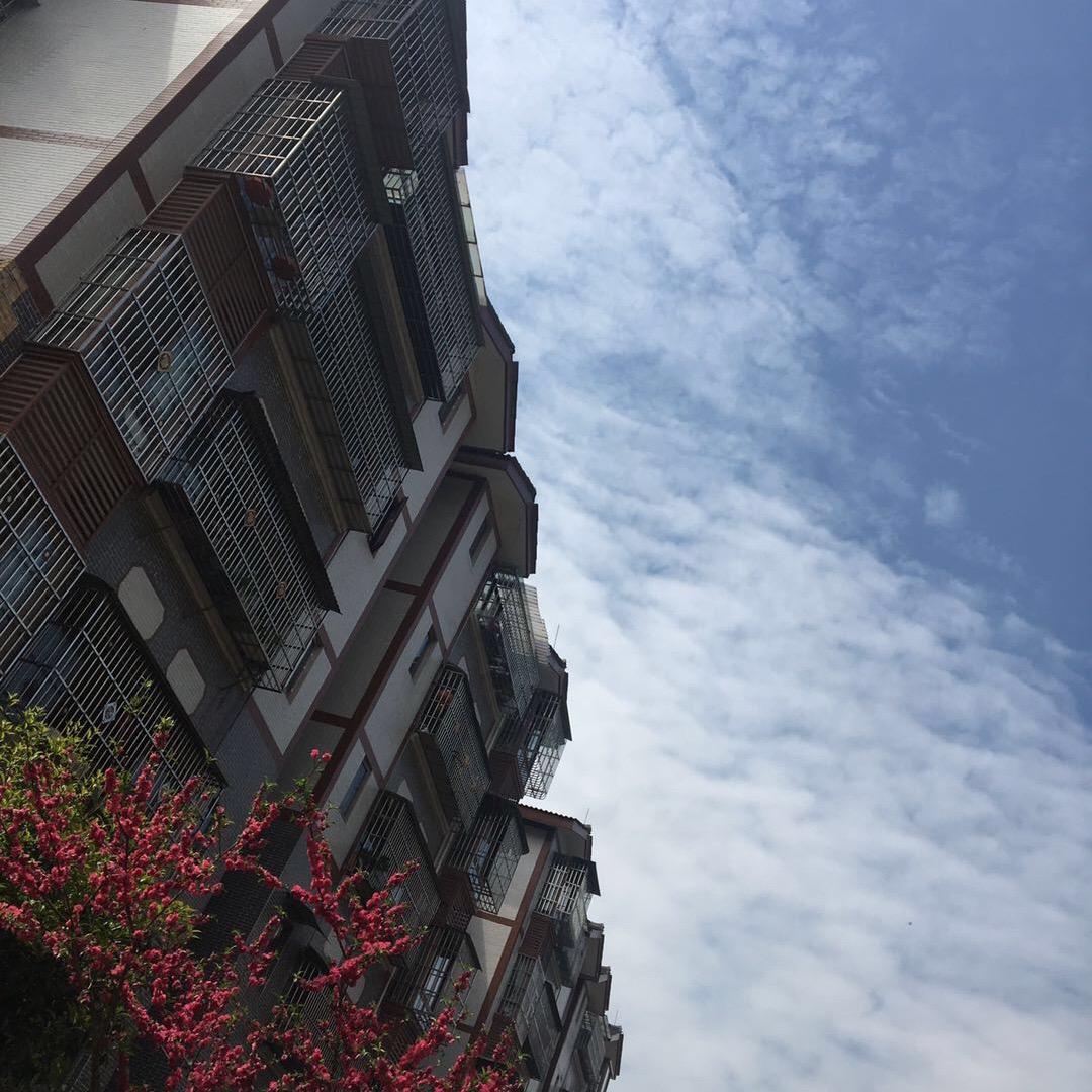 莲花