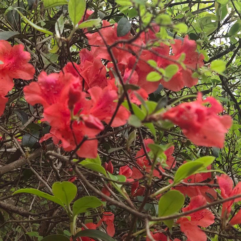 扶启明