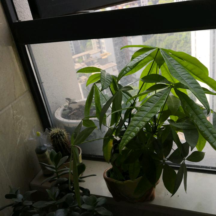 杨杨