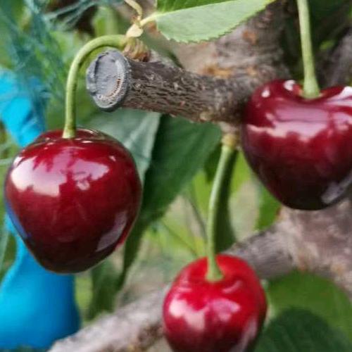 天水高山农业种植人