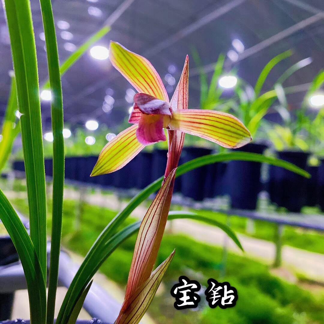 山鲜美-正品兰花