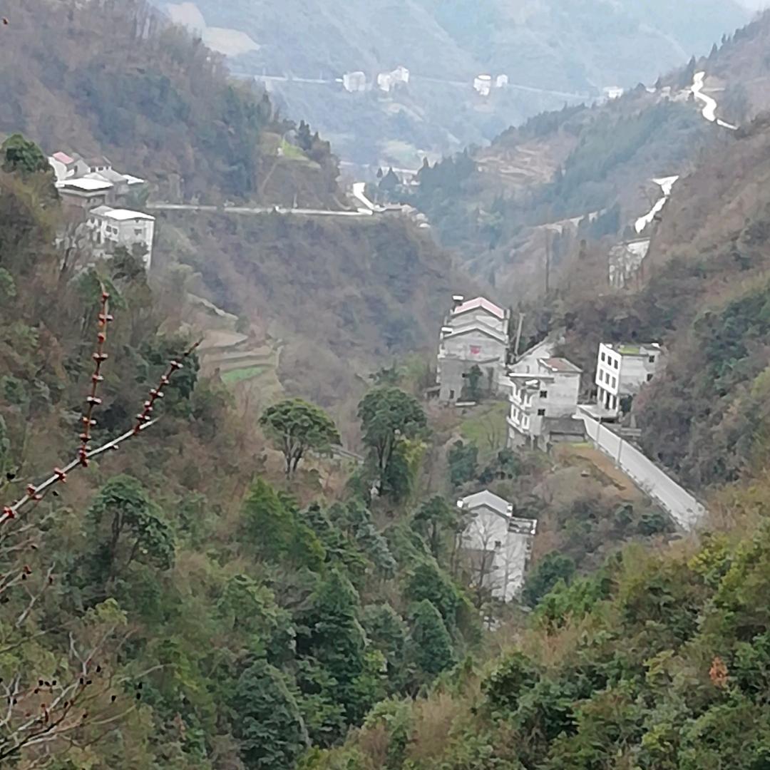 青松i
