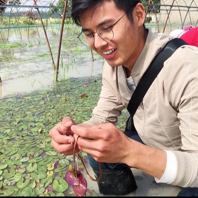 大辉家的芡实（鸡头果）