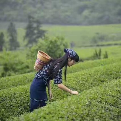 浉云茶业  小黄