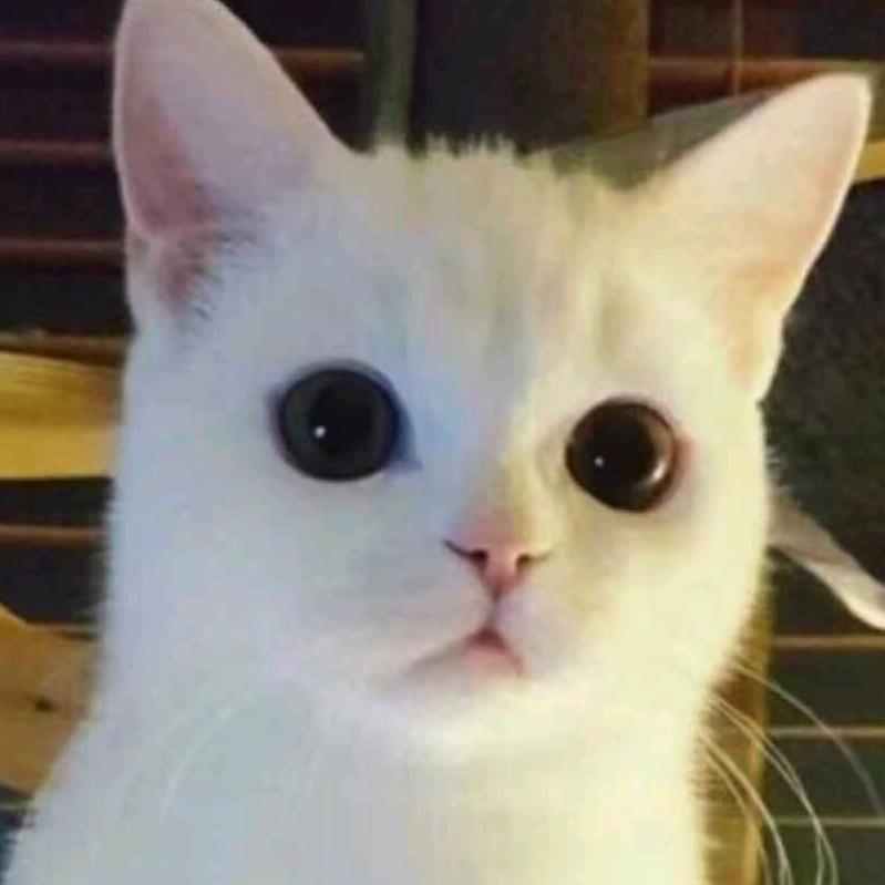 九哥是谁呀