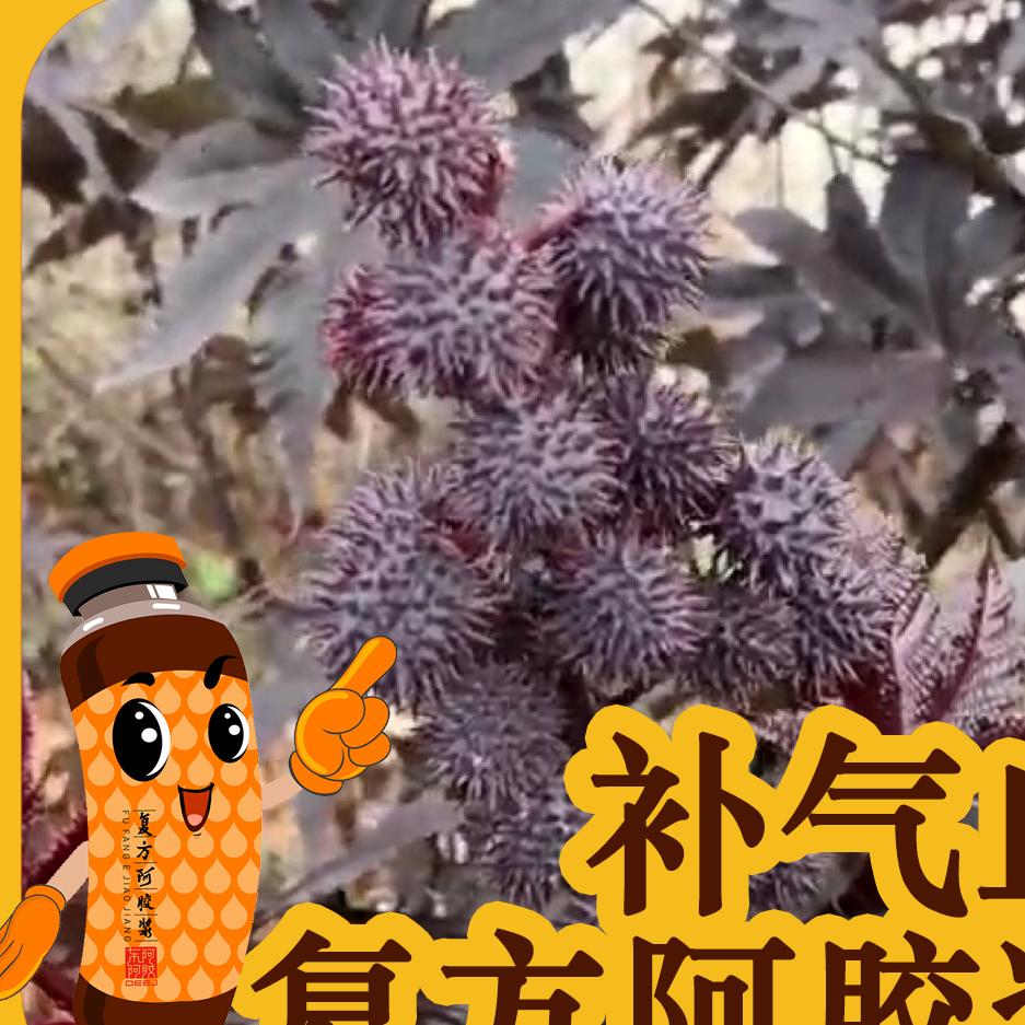 沈