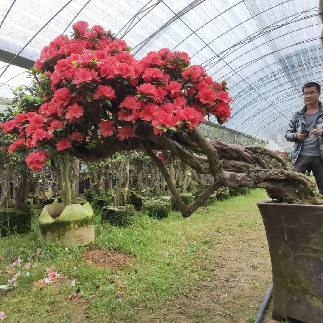 长沙市雨花区洪昌苗圃