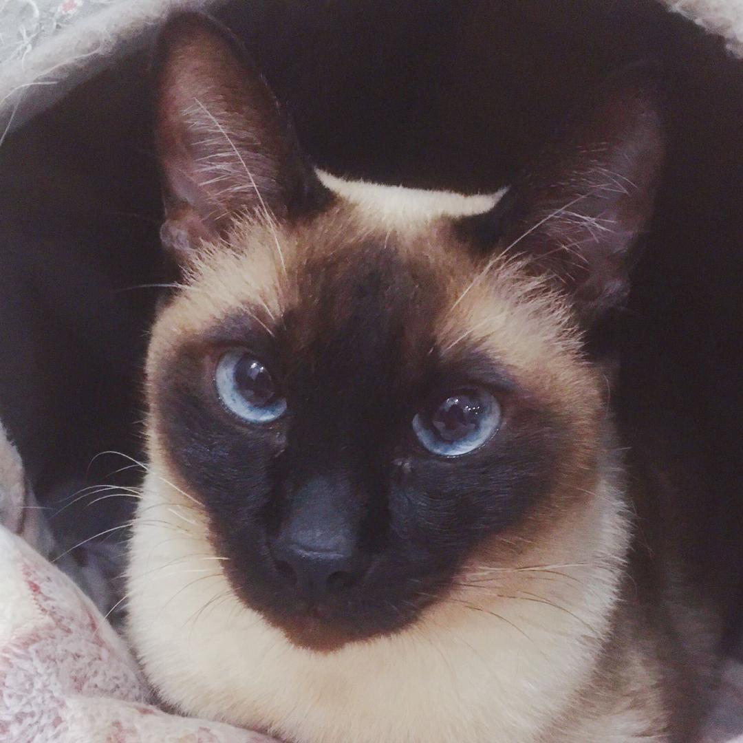 骑着海马的猫
