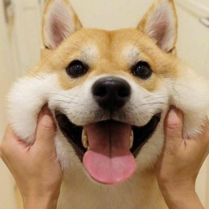 想吃红烧鹅
