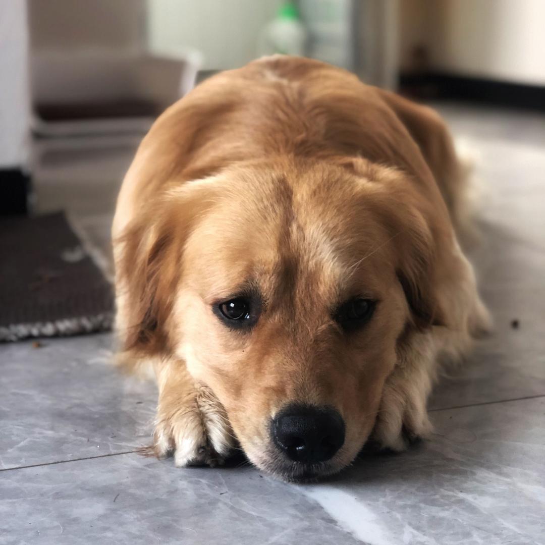 77是金毛仔@抖音