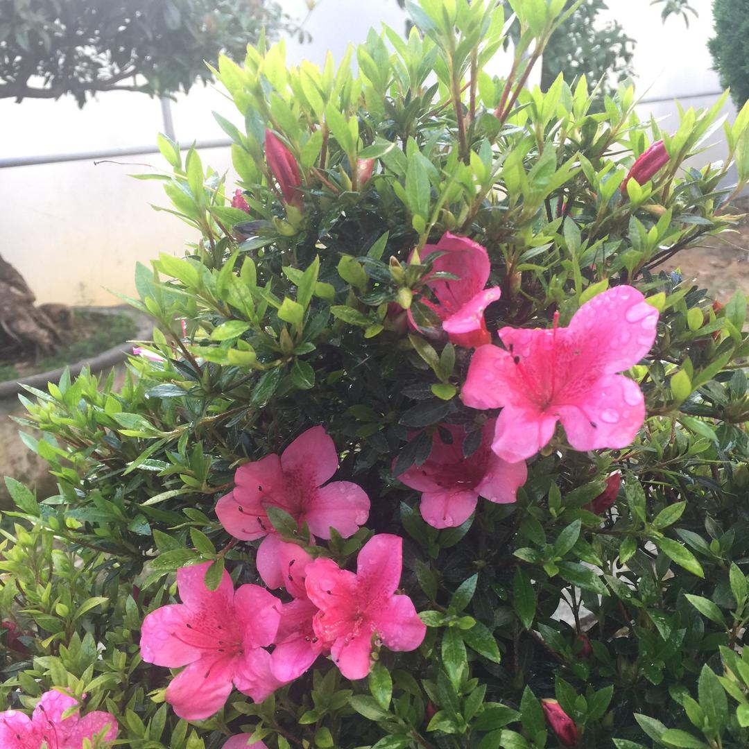 的地得