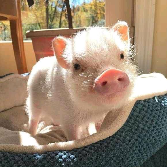 爱追剧的小猪猪@抖音