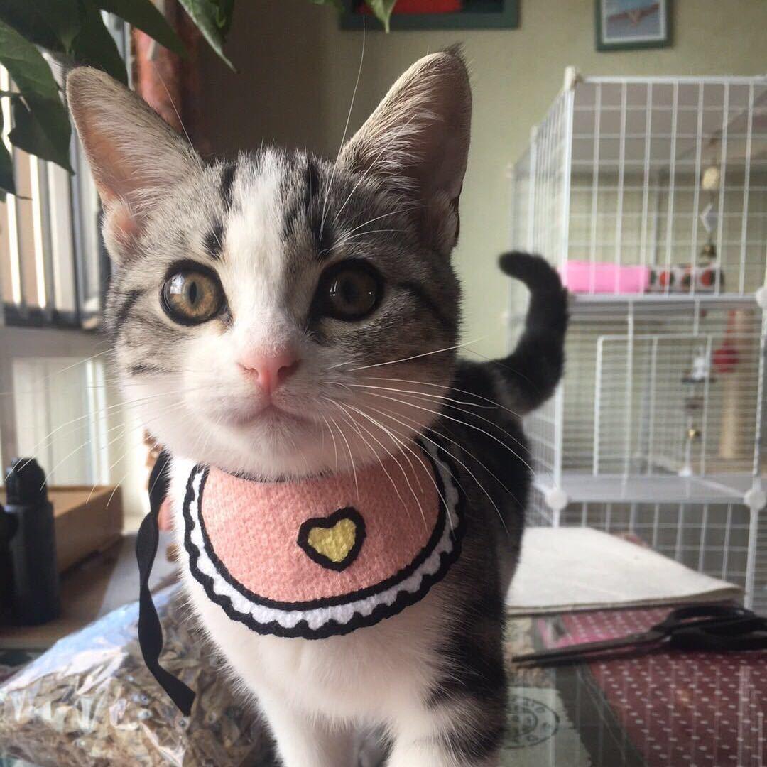 物理老师和猫