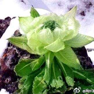 春天百灵