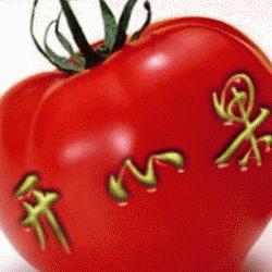 开心果