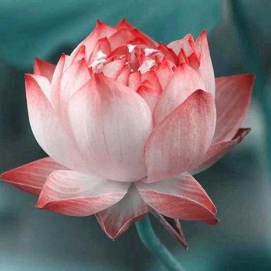 知足常乐🌼