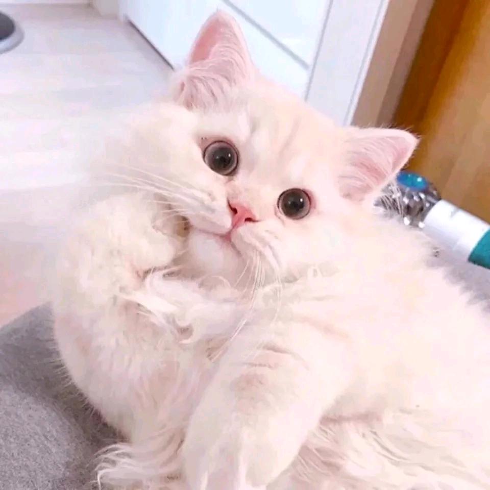 乌龙茶茶