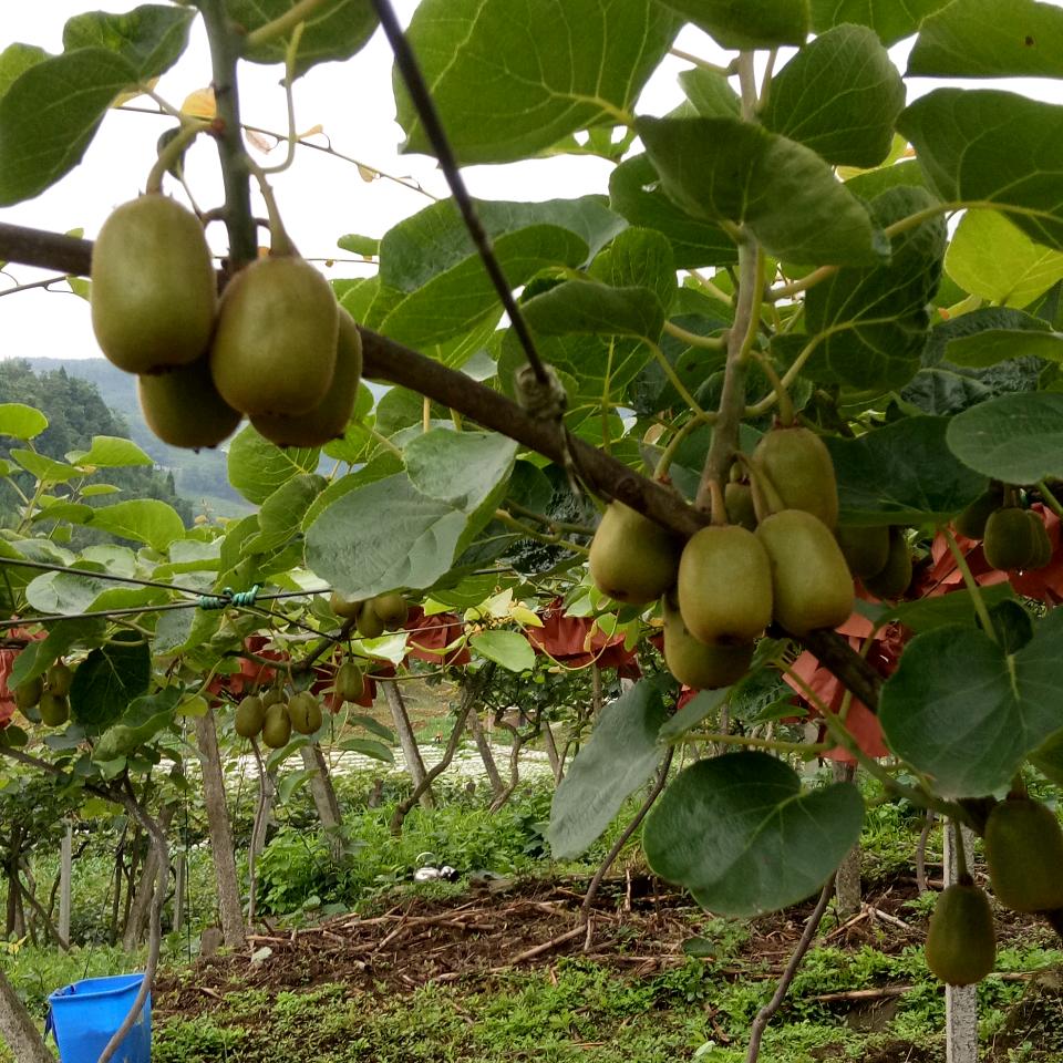 农家自烤酒易老四