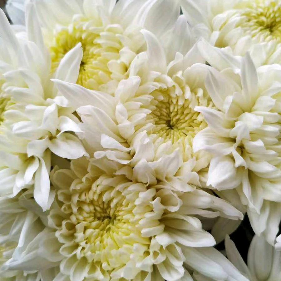 琪琪鲜花基地批发