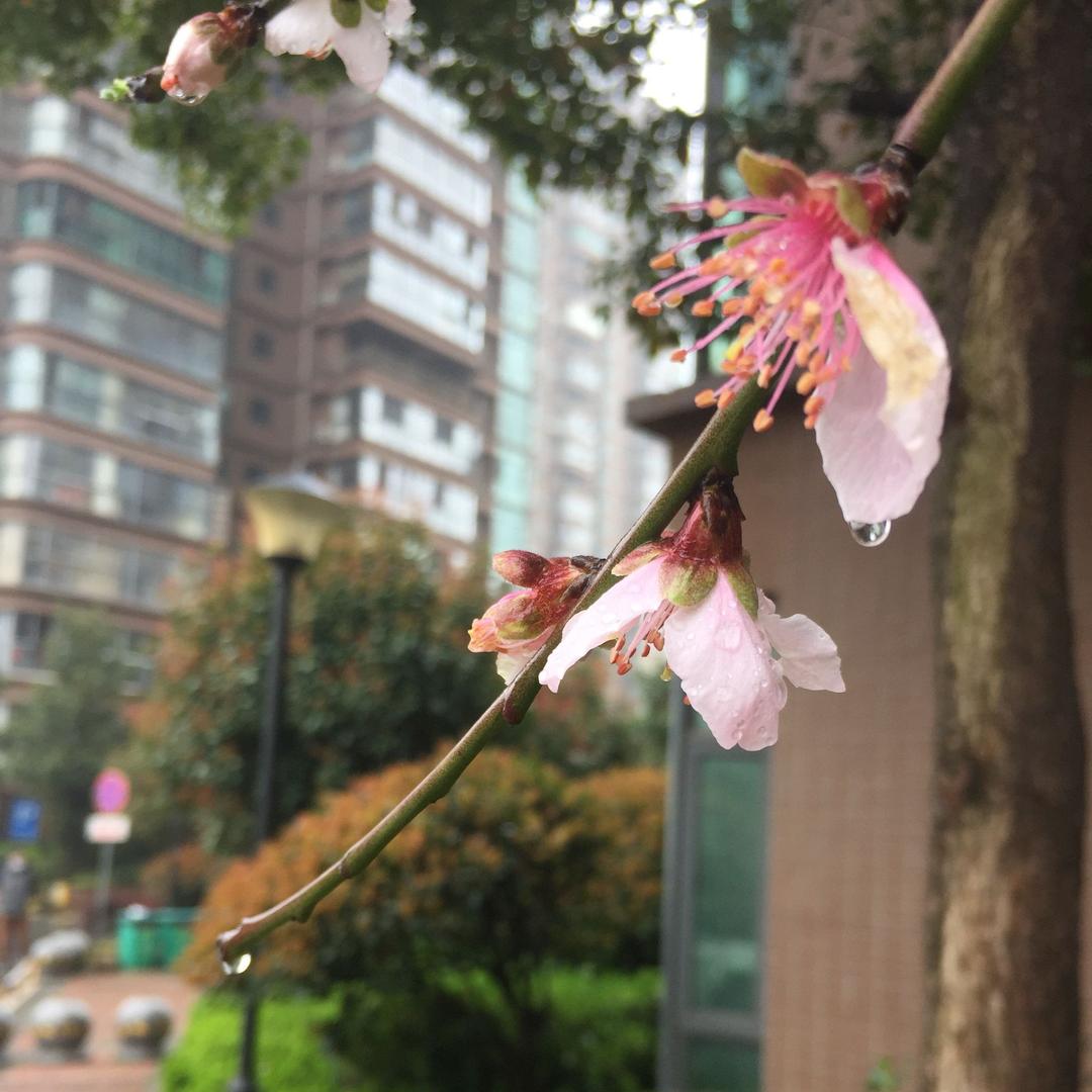素面朝天
