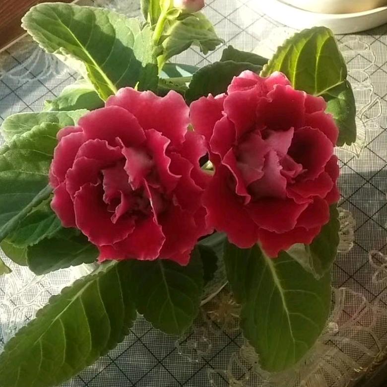 🎄幸福安康🎄