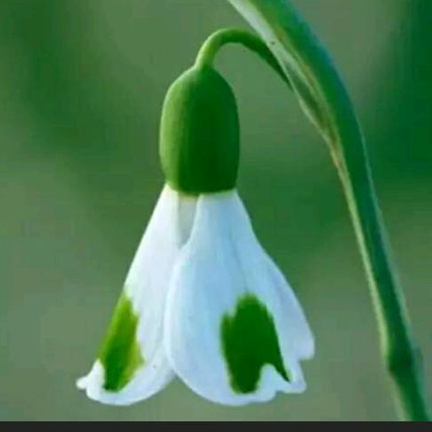 用户636282626885杨树