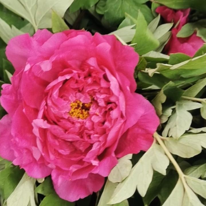 百花村花鸟鱼虫宠物