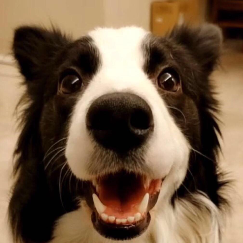 孟菜狗＆李李（吃点更好的）@抖音