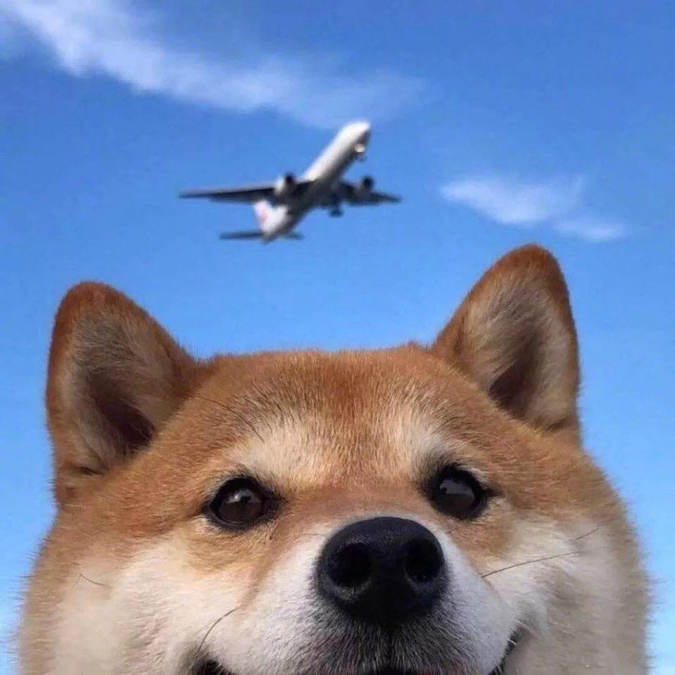 小飞不会飞@抖音