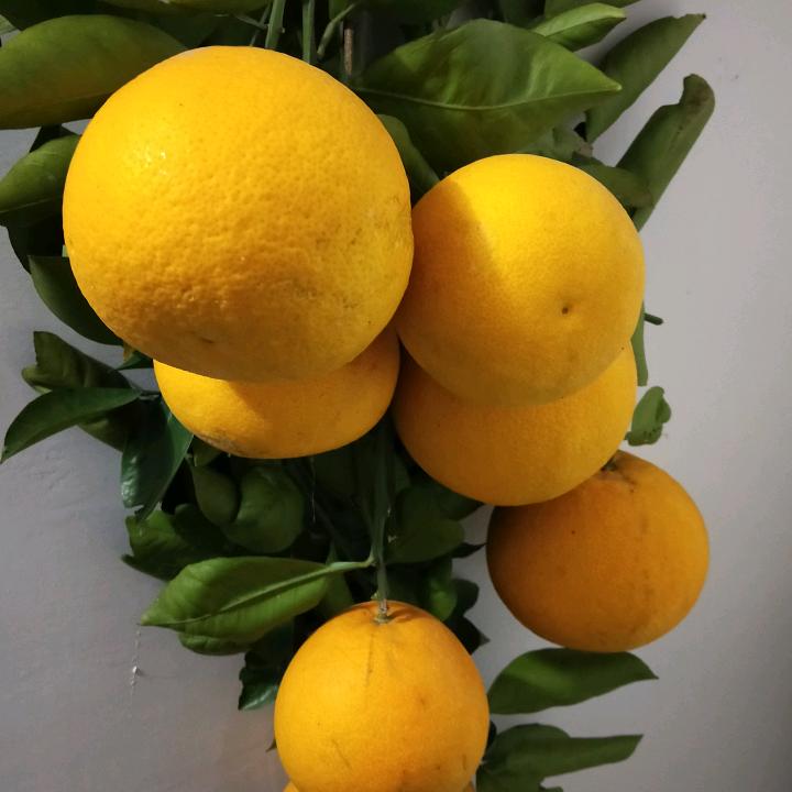 陈阳春