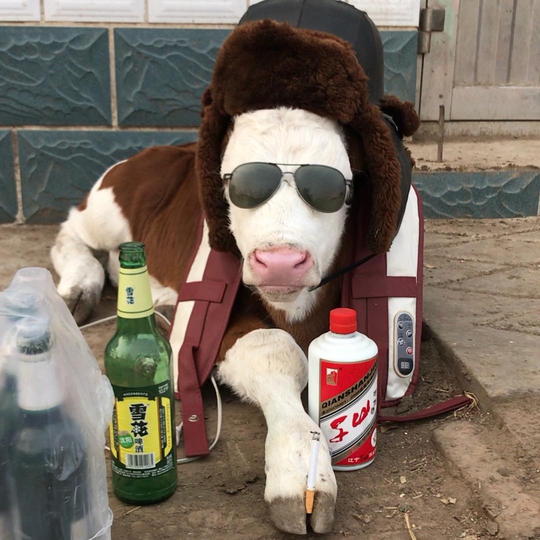 最牛的老牛🐂