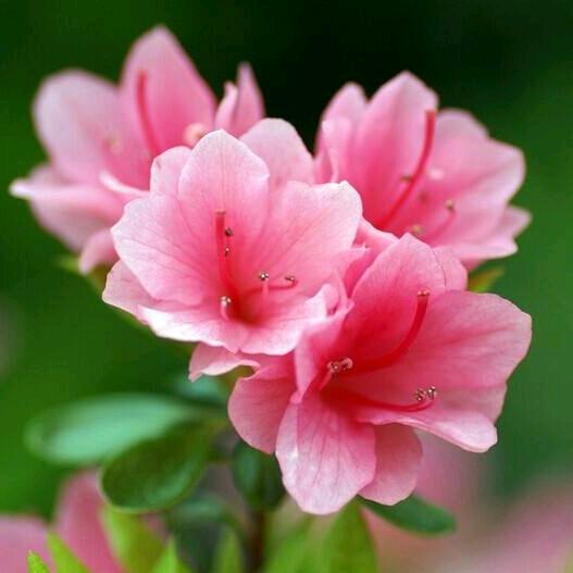 一🌺生🌹有❤️你💞