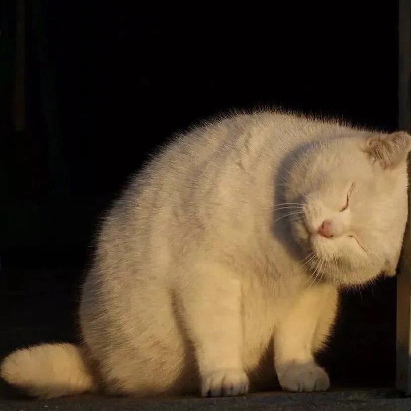吓得我肉包都掉了