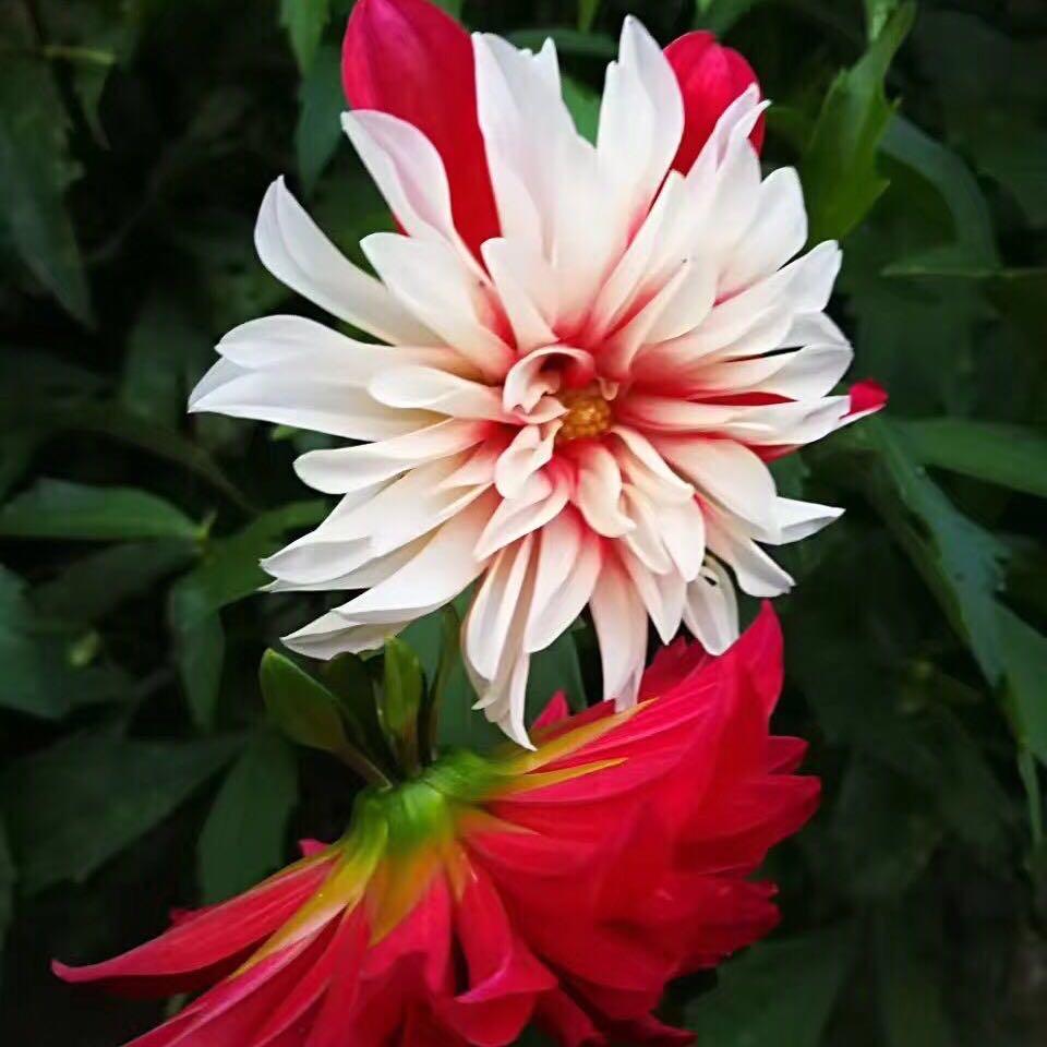 菊