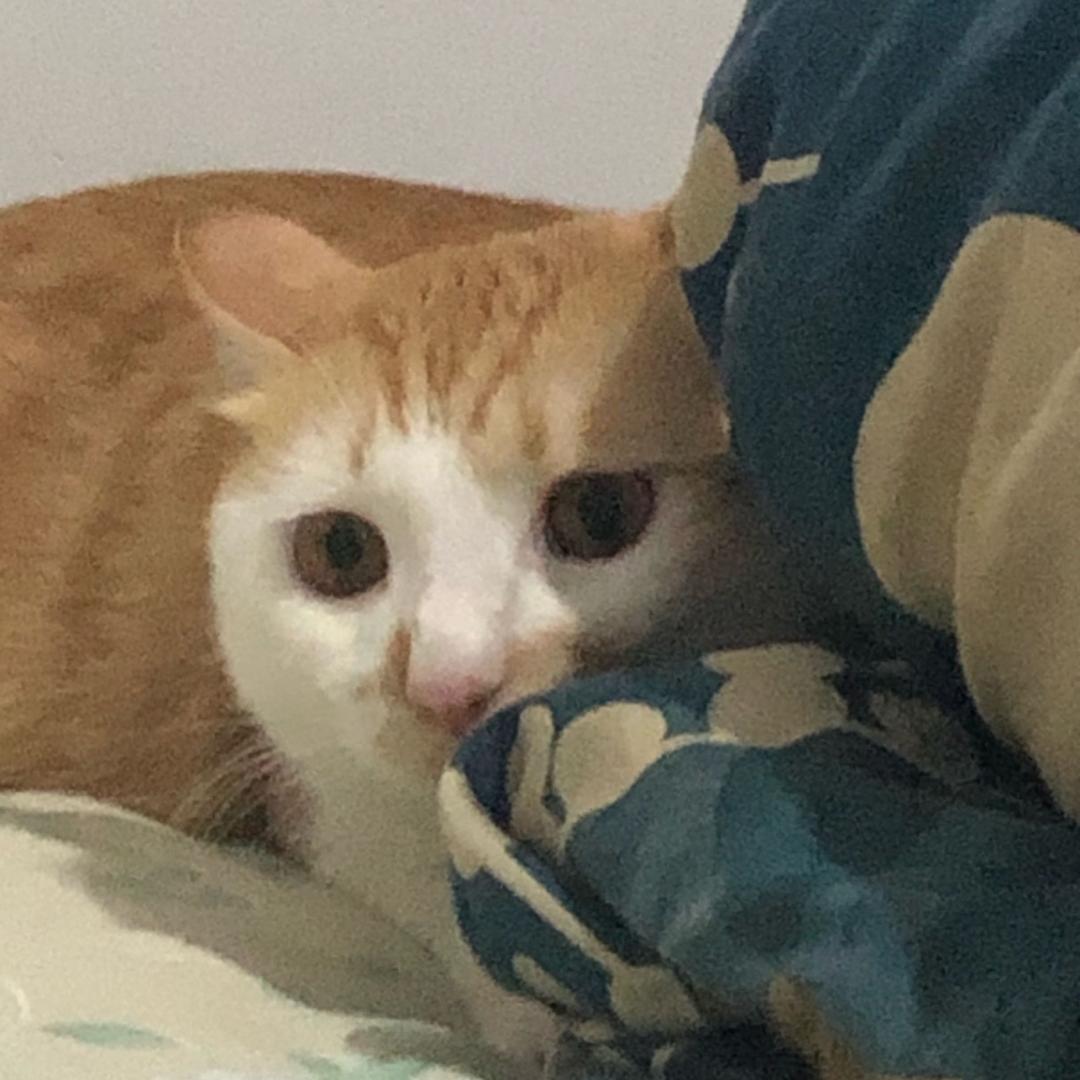 十五块钱一只猫