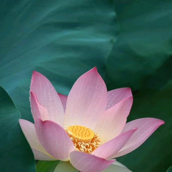 梅梅