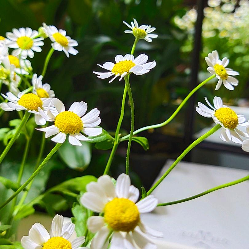 杭州萧山花草轩花店