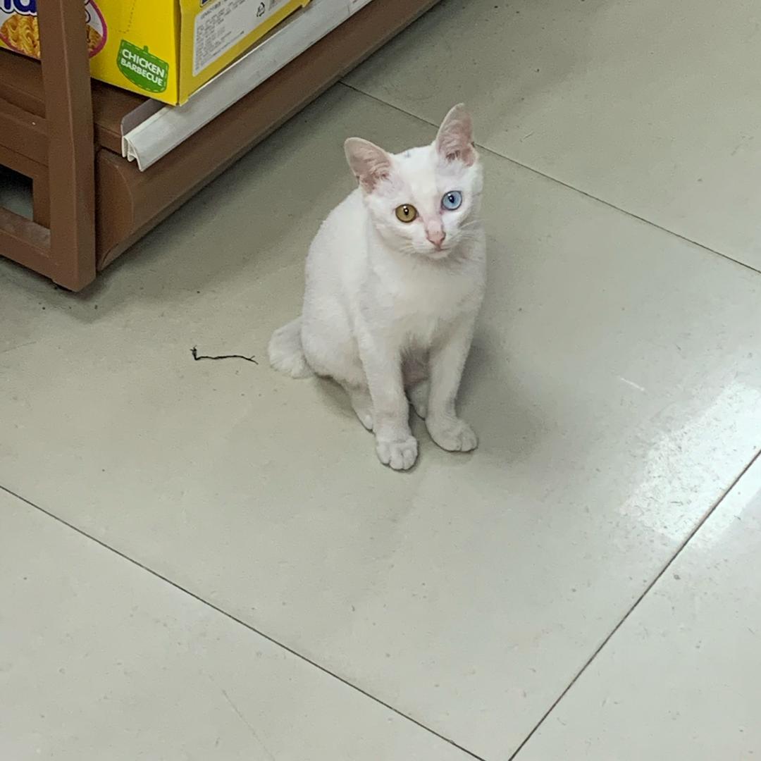 小小宏