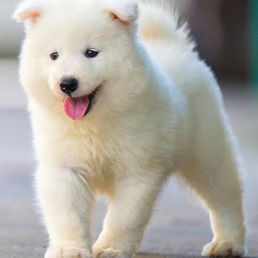 WAN