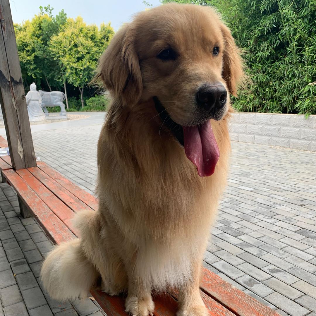 训犬师球球爸_招美容师