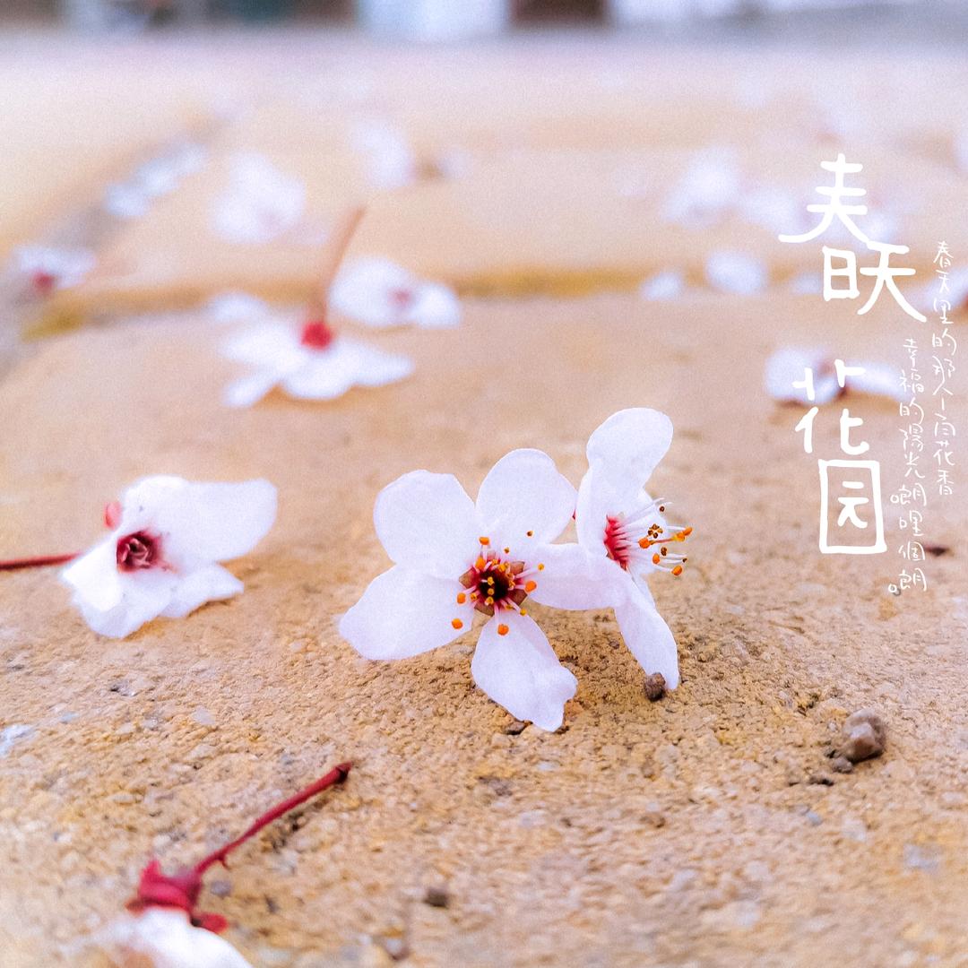 幽谷小夭
