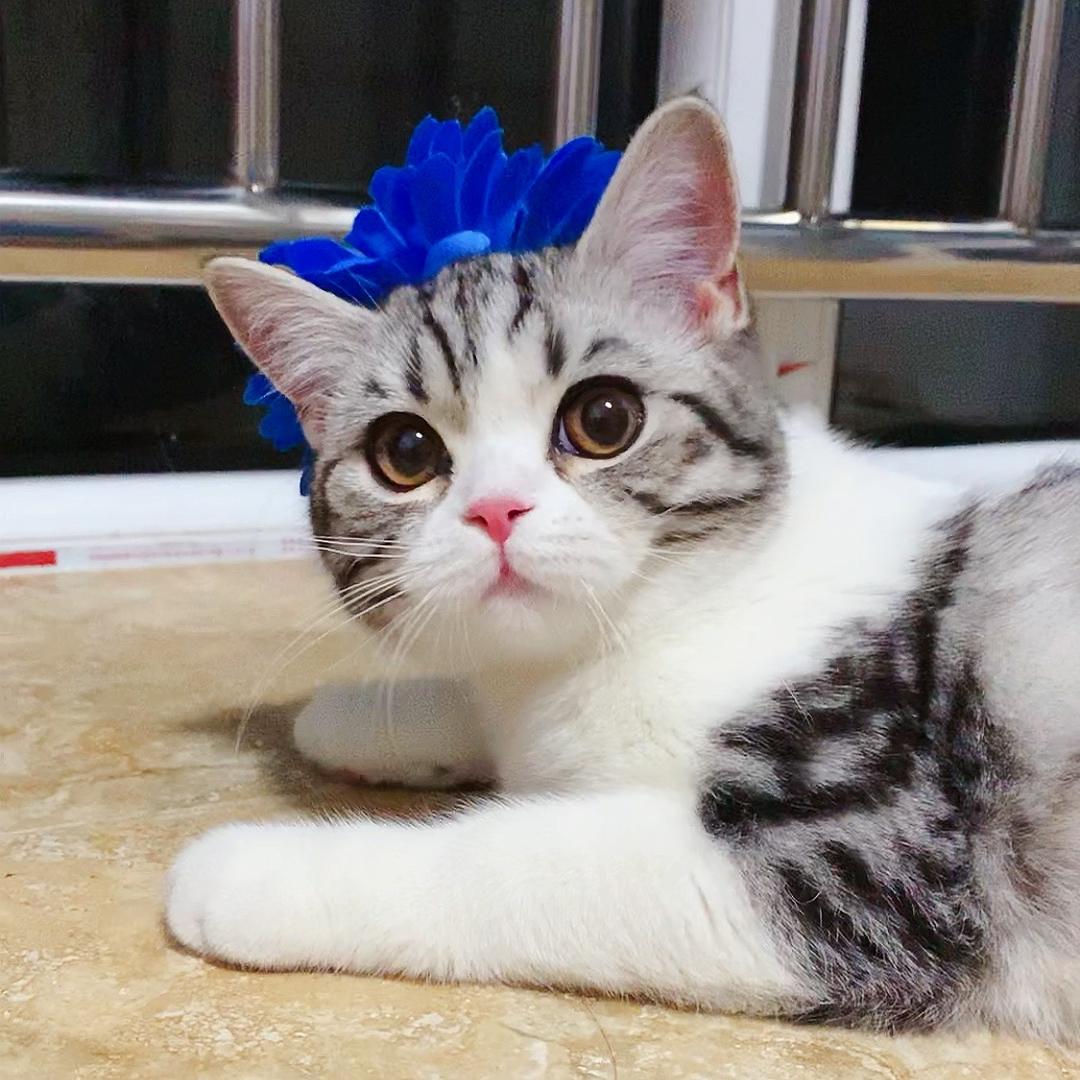 小兔叽喵♥